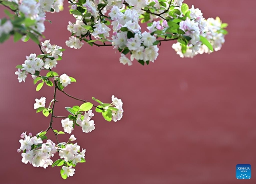 Photo taken on April 13, 2022 shows begonia flowers in the Palace Museum, also known as the Forbidden City, in Beijing, capital of China.(Photo: Xinhua)
