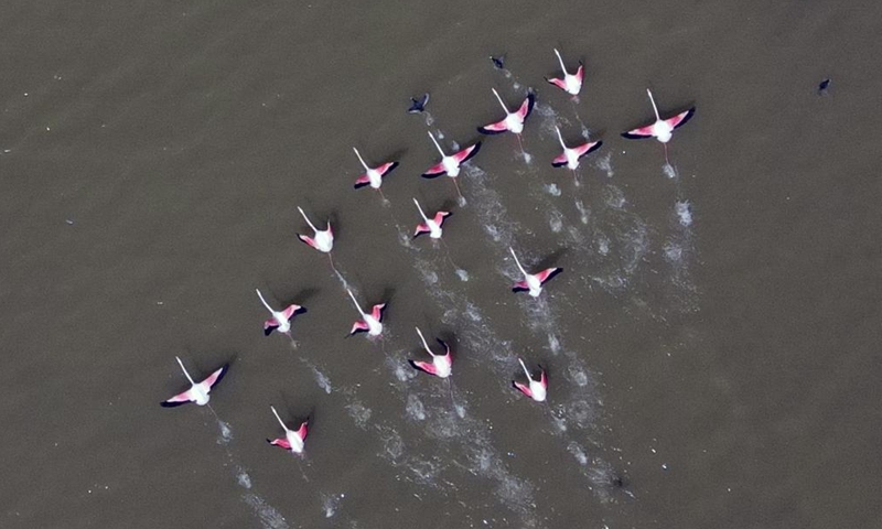 Aerial photo taken on April 11, 2022 shows flamingos at Mogan Lake in Ankara, Turkey.Photo:Xinhua