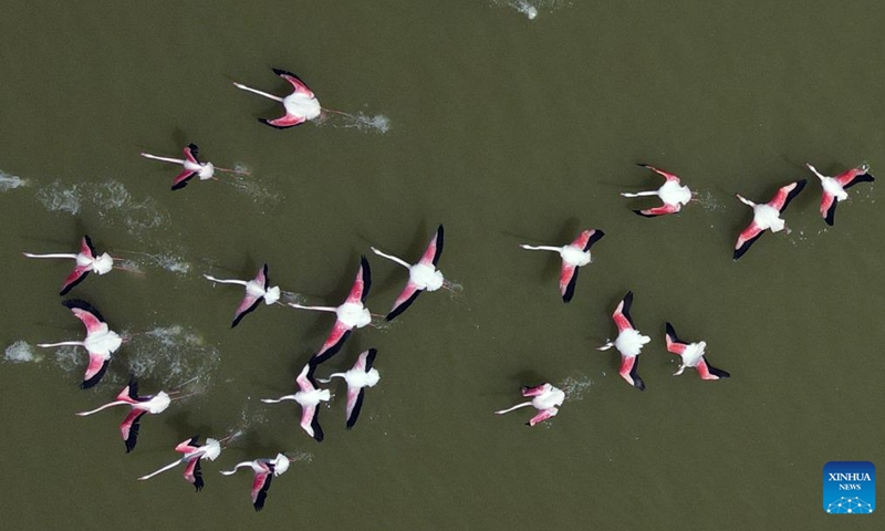 Aerial photo taken on April 11, 2022 shows flamingos at Mogan Lake in Ankara, Turkey.Photo:Xinhua