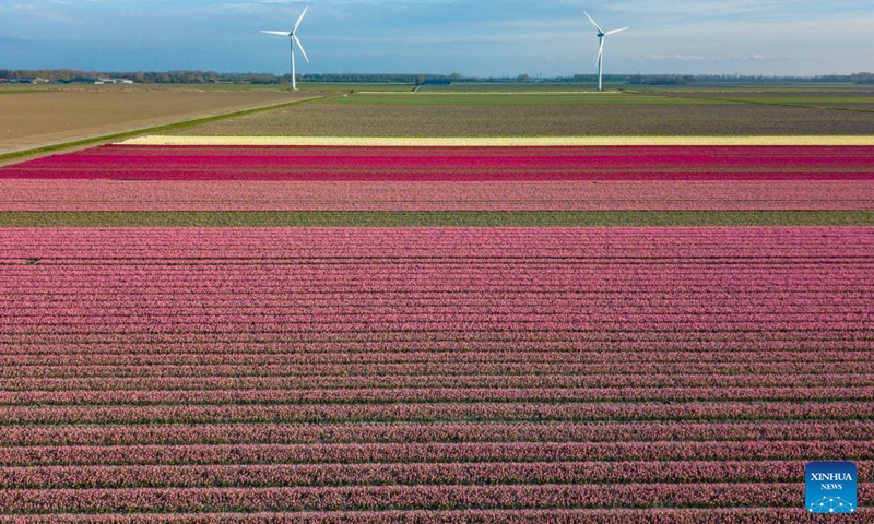 Aerial photo taken on April 14, 2022 shows a tulip field in Flevoland Province, the Netherlands.Photo:Xinhua