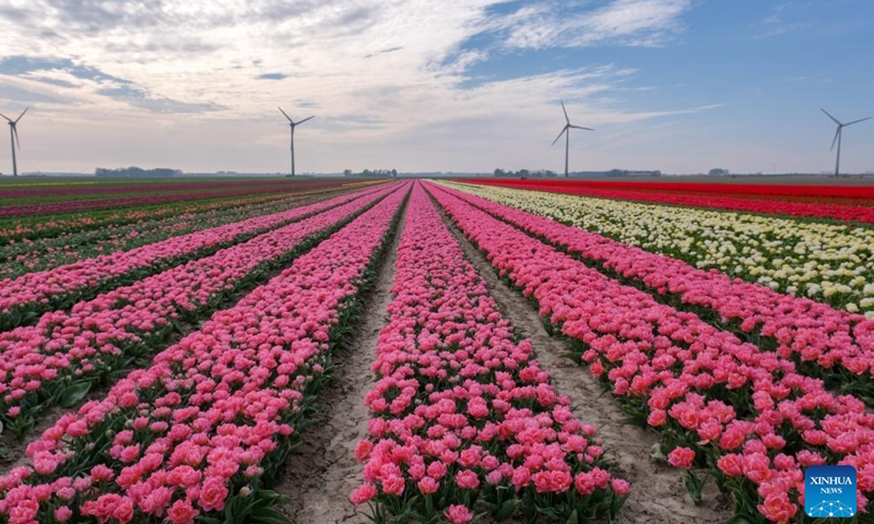 Photo taken on April 14, 2022 shows a tulip field in Flevoland Province, the Netherlands.Photo:Xinhua