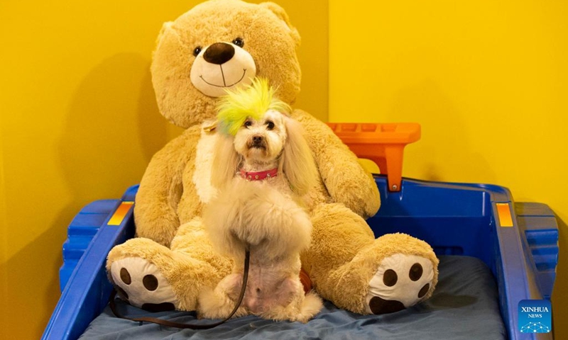 A pet dog poses for photos at a pet photo booth during the 2022 Spring Canadian Pet Expo in Mississauga, the Greater Toronto Area, Canada, on April 15, 2022.Photo:Xinhua