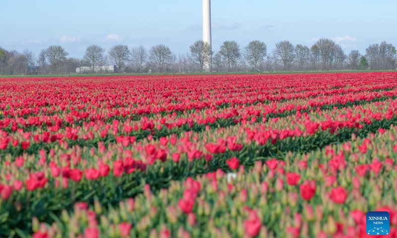 Photo taken on April 14, 2022 shows a tulip field in Flevoland Province, the Netherlands.Photo:Xinhua