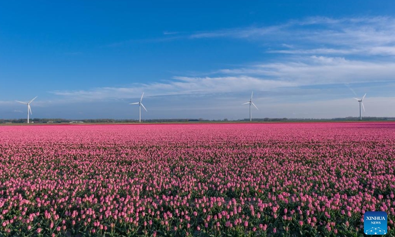 Photo taken on April 14, 2022 shows a tulip field in Flevoland Province, the Netherlands.Photo:Xinhua