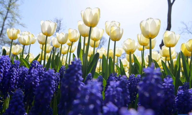 Photo taken on April 15, 2022 shows tulips at a park in Istanbul, Turkey.Photo:Xinhua