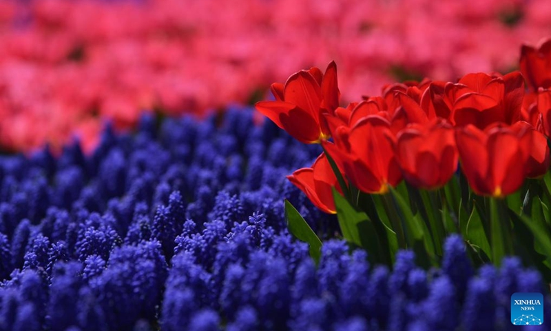 Photo taken on April 15, 2022 shows tulips at a park in Istanbul, Turkey.Photo:Xinhua