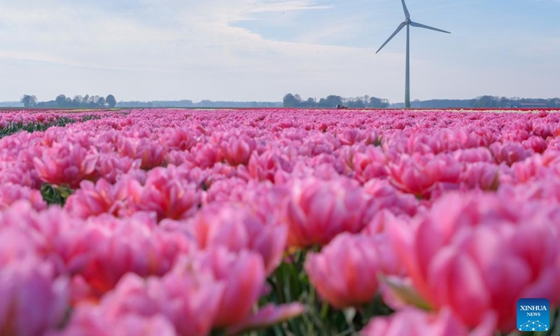 Photo taken on April 14, 2022 shows a tulip field in Flevoland Province, the Netherlands.Photo:Xinhua