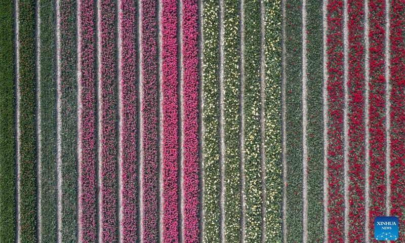 Aerial photo taken on April 14, 2022 shows a tulip field in Flevoland Province, the Netherlands.Photo:Xinhua