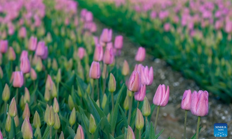 Photo taken on April 14, 2022 shows a tulip field in Flevoland Province, the Netherlands.Photo:Xinhua