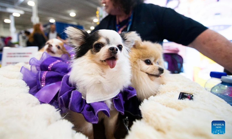 A man shows a groomed pet dog during the 2022 Spring Canadian Pet Expo in Mississauga, the Greater Toronto Area, Canada, on April 15, 2022.Photo:Xinhua