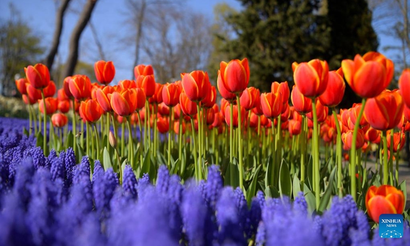 Photo taken on April 15, 2022 shows tulips at a park in Istanbul, Turkey.Photo:Xinhua