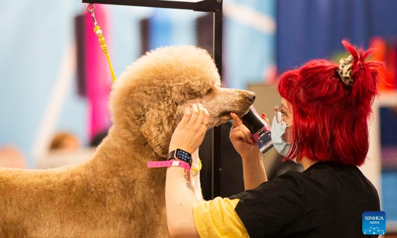 A pet groomer works on a pet dog during the 2022 Spring Canadian Pet Expo in Mississauga, the Greater Toronto Area, Canada, on April 15, 2022.Photo:Xinhua