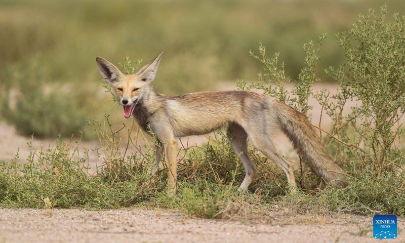 Photo taken on April 15, 2022 shows an Arabian red fox in a desert in Ahmadi Governorate, Kuwait.Photo:Xinhua