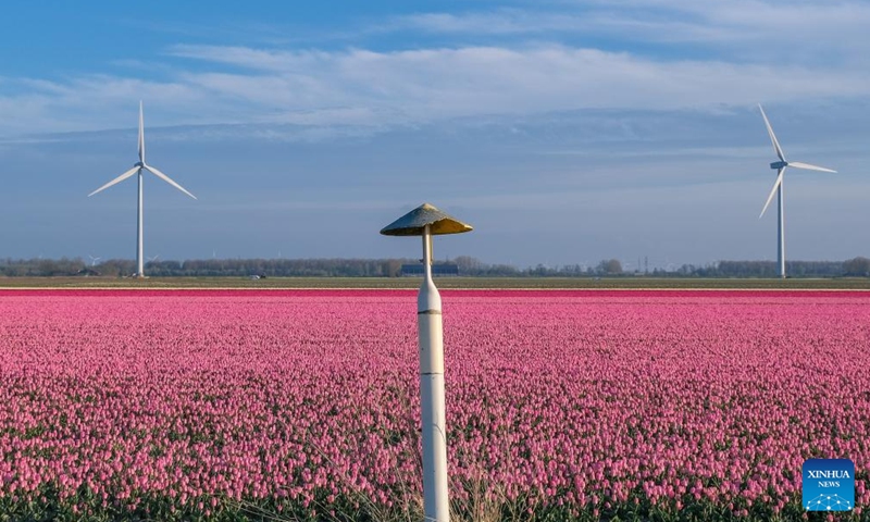 Photo taken on April 14, 2022 shows a tulip field in Flevoland Province, the Netherlands.Photo:Xinhua