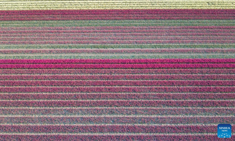Aerial photo taken on April 14, 2022 shows a tulip field in Flevoland Province, the Netherlands.Photo:Xinhua