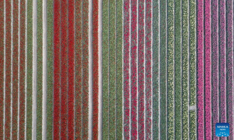 Aerial photo taken on April 14, 2022 shows a tulip field in Flevoland Province, the Netherlands.Photo:Xinhua