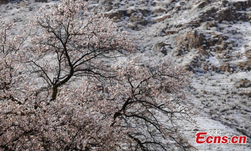 Photo shows the breathtaking snow scenery in Lhasa, capital of southwest China's Tibet Autonomous Region, April 17, 2022. Lhasa witnessed a snowfall on Sunday. (Photo/China News Service)
