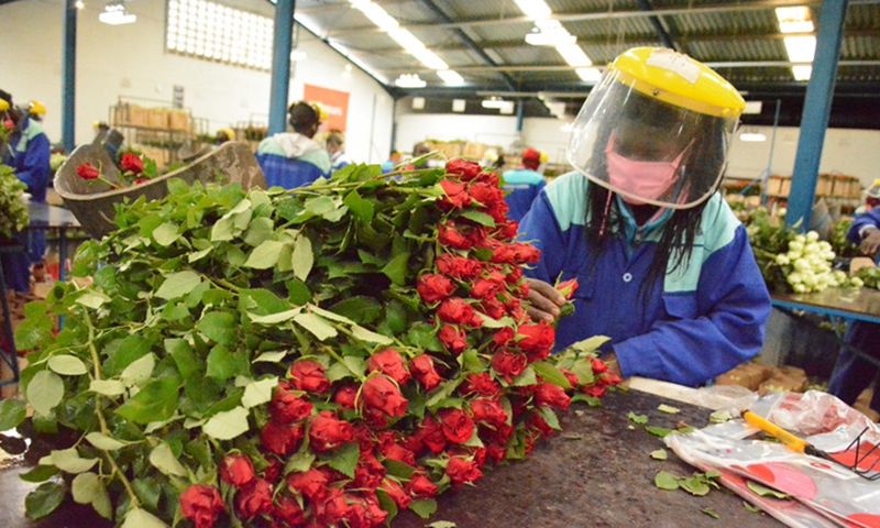 A worker prepares rose flowers for export ahead of Valentine's Day, at Maridadi Flowers farm in Naivasha, Kenya, Feb. 11, 2021.Photo:Xinhua