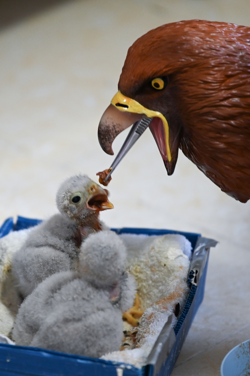 A rehabilitator at the Beijing Raptor Rescue Center releases a Peregrine Falcon on March 20, 2022.
Top: Rehabilitators feed baby common kestrels with a raptor hand puppet. 
Photos: Courtesy of Beijing Raptor Rescue Center