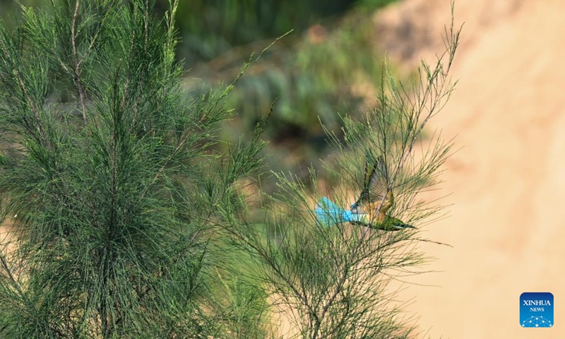 A Blue-tailed bee eater is seen in Haikou, south China's Hainan Province, April 9, 2022.Photo:Xinhua