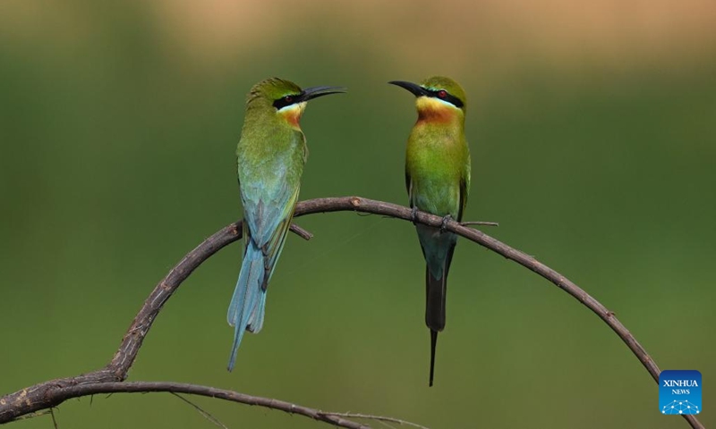 Blue-tailed bee eaters are seen in Haikou, south China's Hainan Province, April 15, 2022. Local authorities of Haikou have made full preparations for bee eaters to build a better habitat during their breeding season.Photo:Xinhua