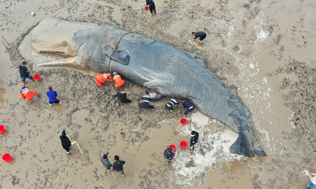 Rescuers try to help a whale that was stranded in the waters in Xiangshan County, East China's Zhejiang Province, on April 19, 2022. The whale, about 15 meters long and weighing 30 tons, is reportedly a sperm whale. The first rescue attempt failed due to the falling tide. Photo: VCG