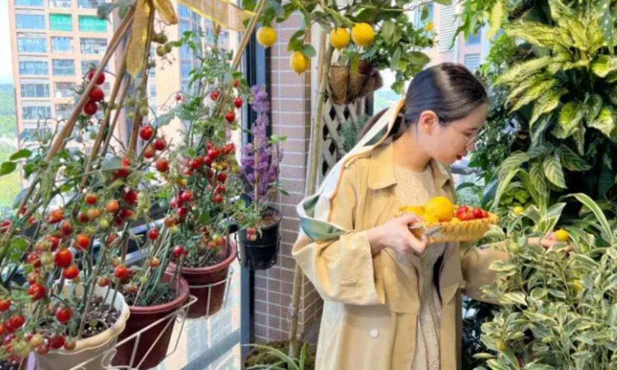Zhong Liu is in her balcony orchard. Photo: screenshot of website