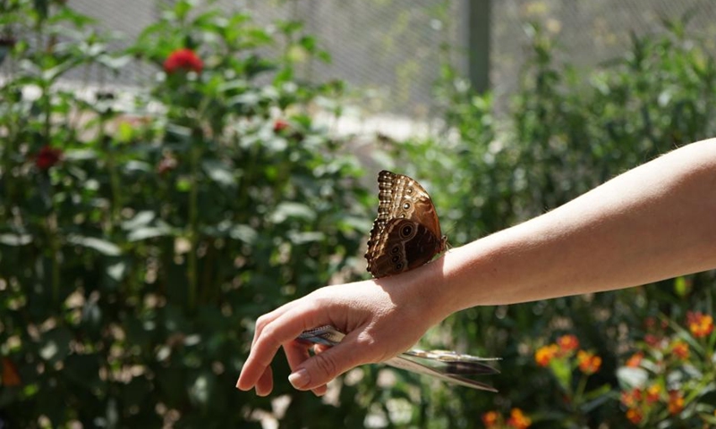 A butterfly lands on a visitor's hand during a butterfly exhibition at the Natural History Museum in Los Angeles, the United States, on April 18, 2022. A butterfly exhibition has resumed in the Natural History Museum in Los Angeles after a suspension for two years due to the COVID-19 pandemic. This exhibition features hundreds of butterflies, colorful native plants, and plenty of natural light to help visitors see these creatures shimmer.(Photo: Xinhua)