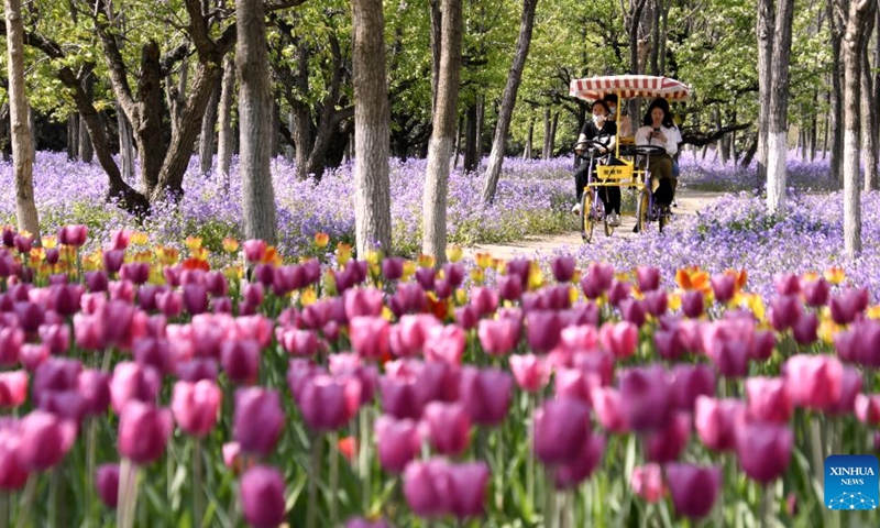 People enjoy themselves among blooming flowers in Daxing district of Beijing, capital of China, April 19, 2022.(Photo: Xinhua)