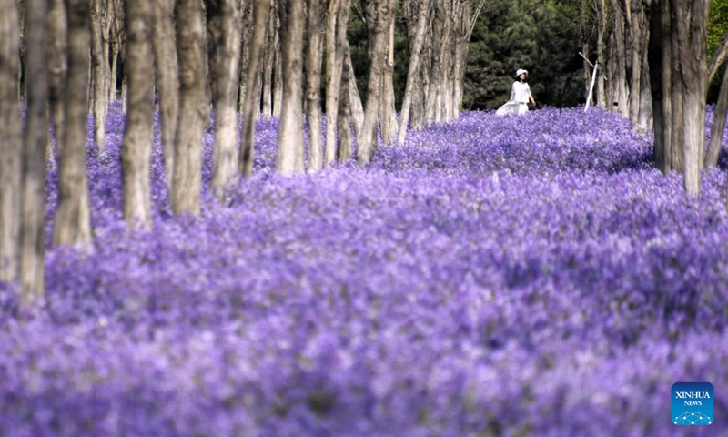 People enjoy themselves among blooming flowers in Daxing district of Beijing, capital of China, April 19, 2022.(Photo: Xinhua)