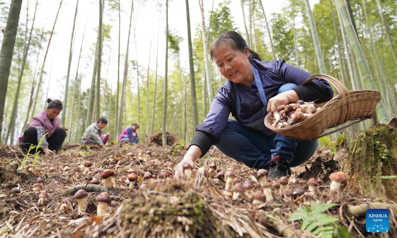 Farmers collect matsutake mushrooms in Huilong Village, Baoyuan Township of Chishui, southwest China's Guizhou Province, April 19, 2022. April 20 marks Guyu, which literally means grain rain, referring the sixth of the 24 solar terms created by ancient Chinese to carry out agricultural activities. (Photo: Xinhua)