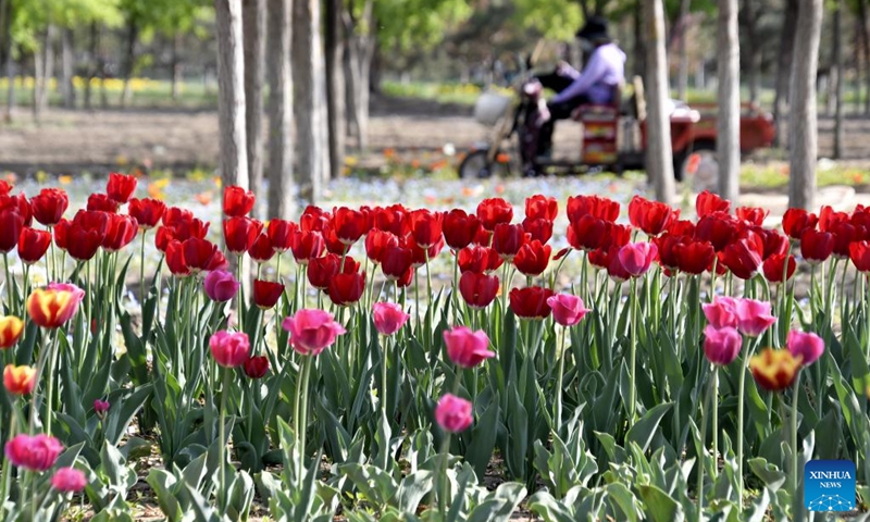 Photo taken on April 19, 2022 shows blooming tulips in Daxing district of Beijing, capital of China. (Photo: Xinhua)