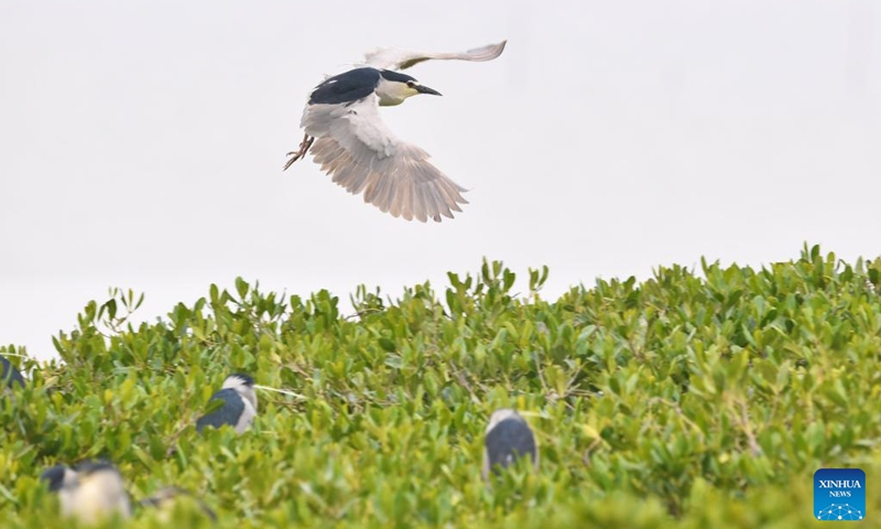 A night heron is seen in a mangrove forest in Jiangjing Township of Fuqing, southeast China's Fujian Province, April 19, 2022.(Photo: Xinhua)