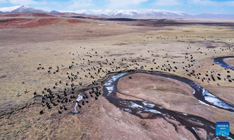 Aerial photo shows yaks grazing in Qumalai County of Yushu Tibetan Autonomous Prefecture in northwest China's Qinghai Province, April 19, 2022. Animal husbandry has always been a pillar industry of Qumalai County, which is located in the Sanjiangyuan National Park. In recent years, the local government has built an eco-friendly industrial system, which not only promotes rural revitalization, but also effectively protects the ecological environment.(Photo: Xinhua)