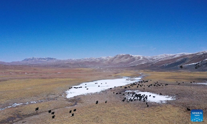 Aerial photo shows yaks grazing in Qumalai County of Yushu Tibetan Autonomous Prefecture in northwest China's Qinghai Province, April 20, 2022. Animal husbandry has always been a pillar industry of Qumalai County, which is located in the Sanjiangyuan National Park. In recent years, the local government has built an eco-friendly industrial system, which not only promotes rural revitalization, but also effectively protects the ecological environment.(Photo: Xinhua)