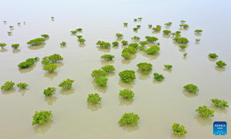 Aerial photo taken on April 19, 2022 shows herons in a mangrove forest in Jiangjing Township of Fuqing, southeast China's Fujian Province.(Photo: Xinhua)