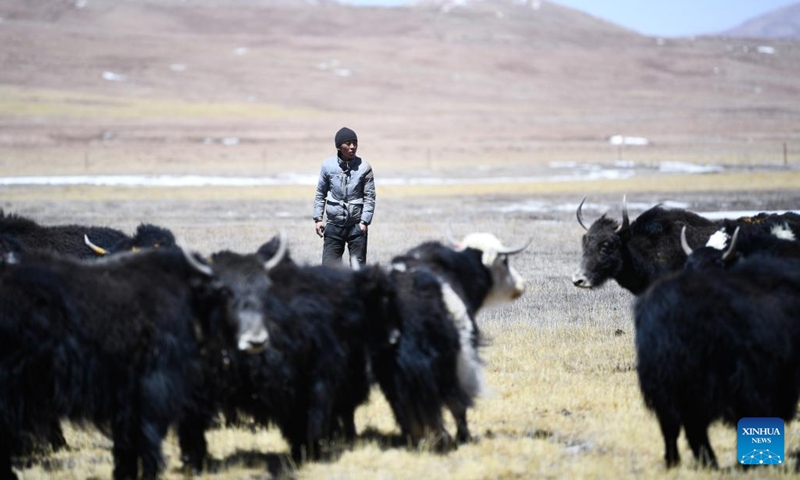 A herdsman is seen in Qumalai County of Yushu Tibetan Autonomous Prefecture in northwest China's Qinghai Province, April 20, 2022. Animal husbandry has always been a pillar industry of Qumalai County, which is located in the Sanjiangyuan National Park. In recent years, the local government has built an eco-friendly industrial system, which not only promotes rural revitalization, but also effectively protects the ecological environment.(Photo: Xinhua)