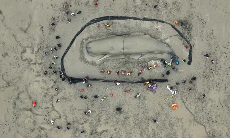 Aerial photo shows rescuers helping a stranded whale in Xiangshan County of Ningbo, east China's Zhejiang Province, April 19, 2022.(Photo: Xinhua)