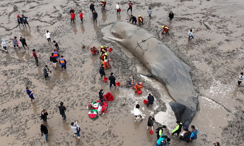Aerial photo shows rescuers helping a stranded whale in Xiangshan County of Ningbo, east China's Zhejiang Province, April 19, 2022.(Photo: Xinhua)