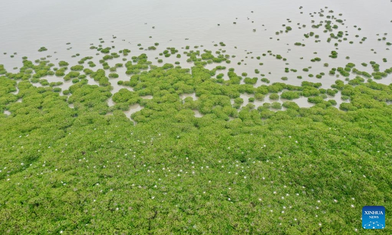 Aerial photo taken on April 19, 2022 shows herons in a mangrove forest in Jiangjing Township of Fuqing, southeast China's Fujian Province.(Photo: Xinhua)