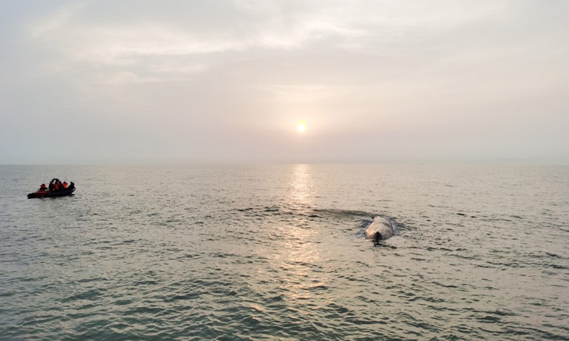 A stranded whale swims back into the sea in Xiangshan County of Ningbo, east China's Zhejiang Province, April 20, 2022.(Photo: Xinhua)