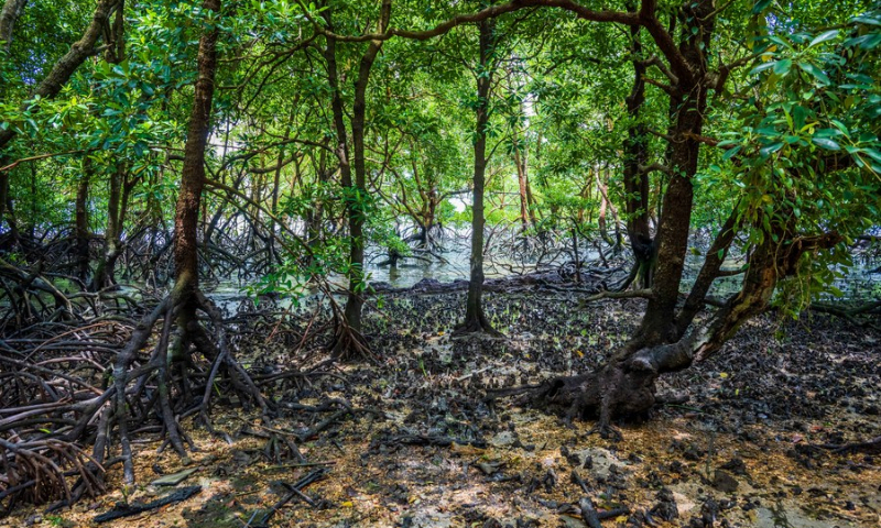 The mangrove swamp is pictured in Pulau Merambong in the state of Johor, Malaysia, April 20, 2022. (Photo: Xinhua)