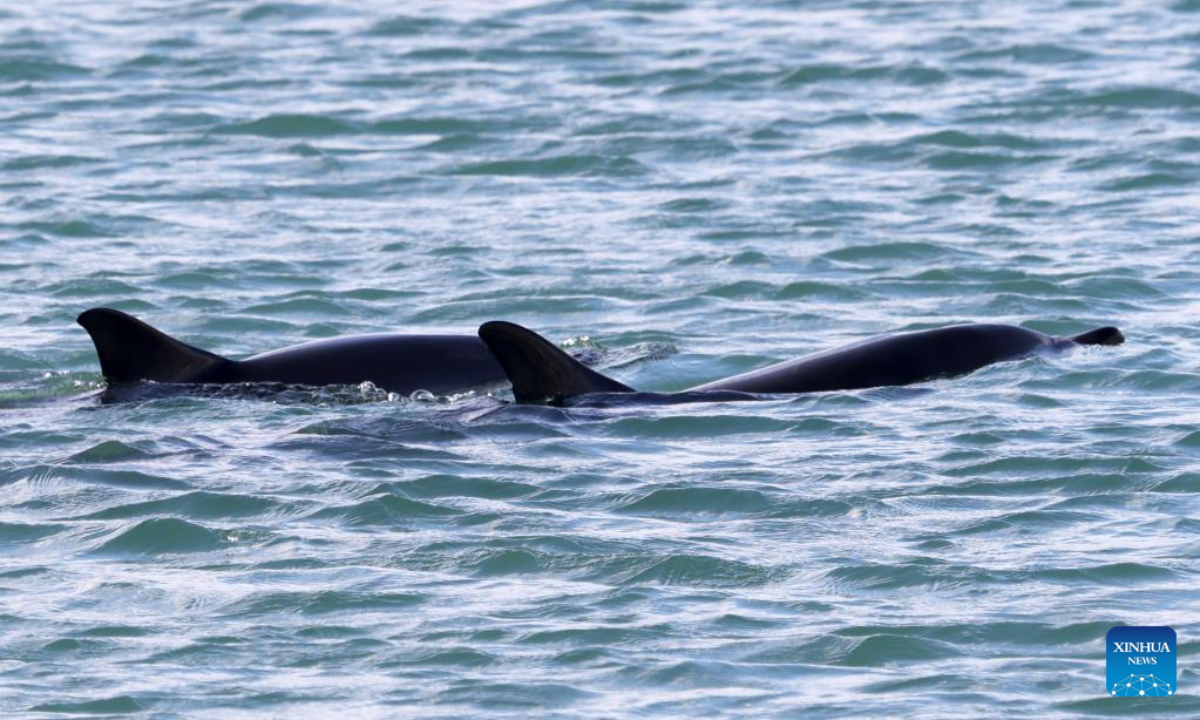 Dolphins are seen swimming at Evans Bay in Wellington, New Zealand, March 28, 2022. Photo:Xinhua