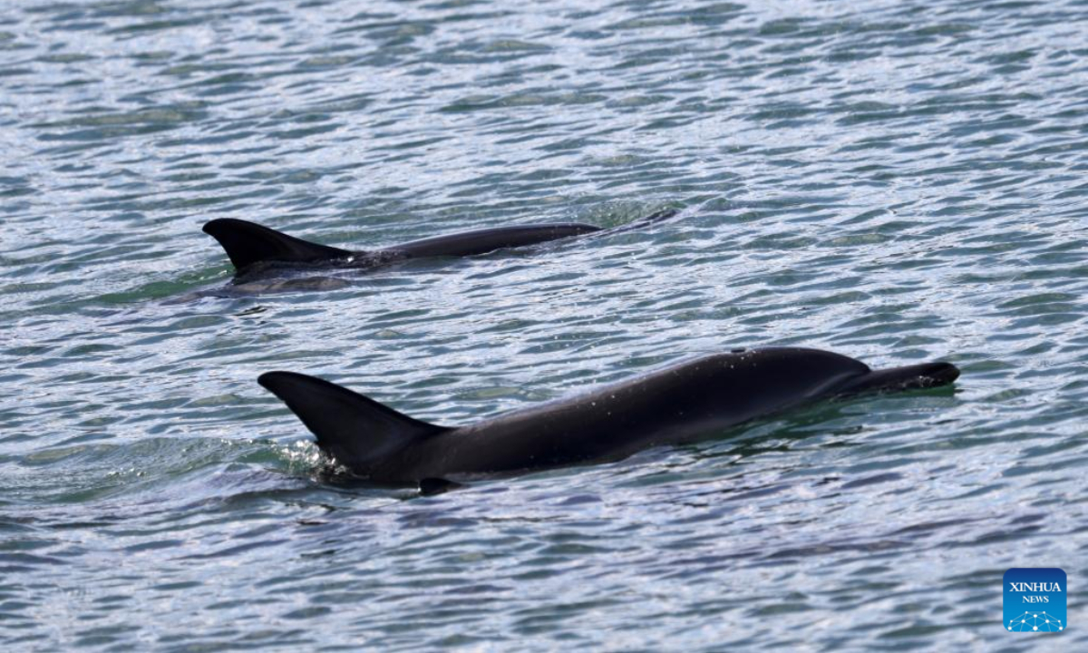 Dolphins are seen swimming at Evans Bay in Wellington, New Zealand, March 28, 2022. Photo:Xinhua