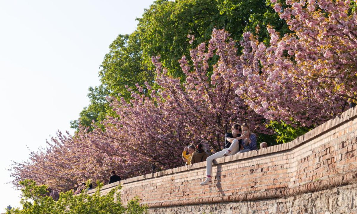 People are seen under cherry blossoms on the Castle Hill in Budapest, Hungary, on April 21, 2022. Photo:Xinhua