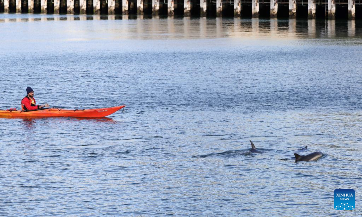 A Kayaker looks on swimming dolphins in Wellington, New Zealand, March 27, 2022.Photo:Xinhua