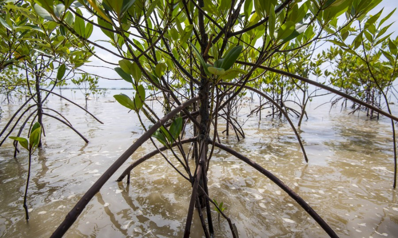 The mangrove trees are pictured at Tanjung Piai Johor National Park in the state of Johor, Malaysia, April 19, 2022. (Photo: Xinhua)