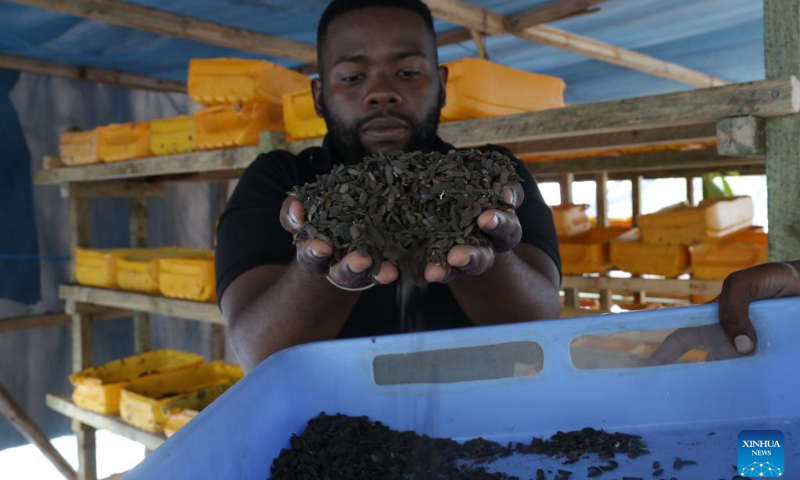 Arnold Shoko, a co-founder of Samaki Farms, shows dried insect larvae in Dar es Salaam, Tanzania, on April 21, 2022. Six young aquatic and fisheries science graduates from Tanzania's leading state-run university have joined hands to save fish farmers from the headache of finding suitable fish feeds. (Photo: Xinhua)