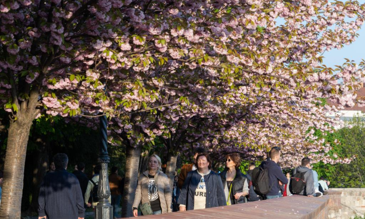People are seen under cherry blossoms on the Castle Hill in Budapest, Hungary, on April 21, 2022. Photo:Xinhua
