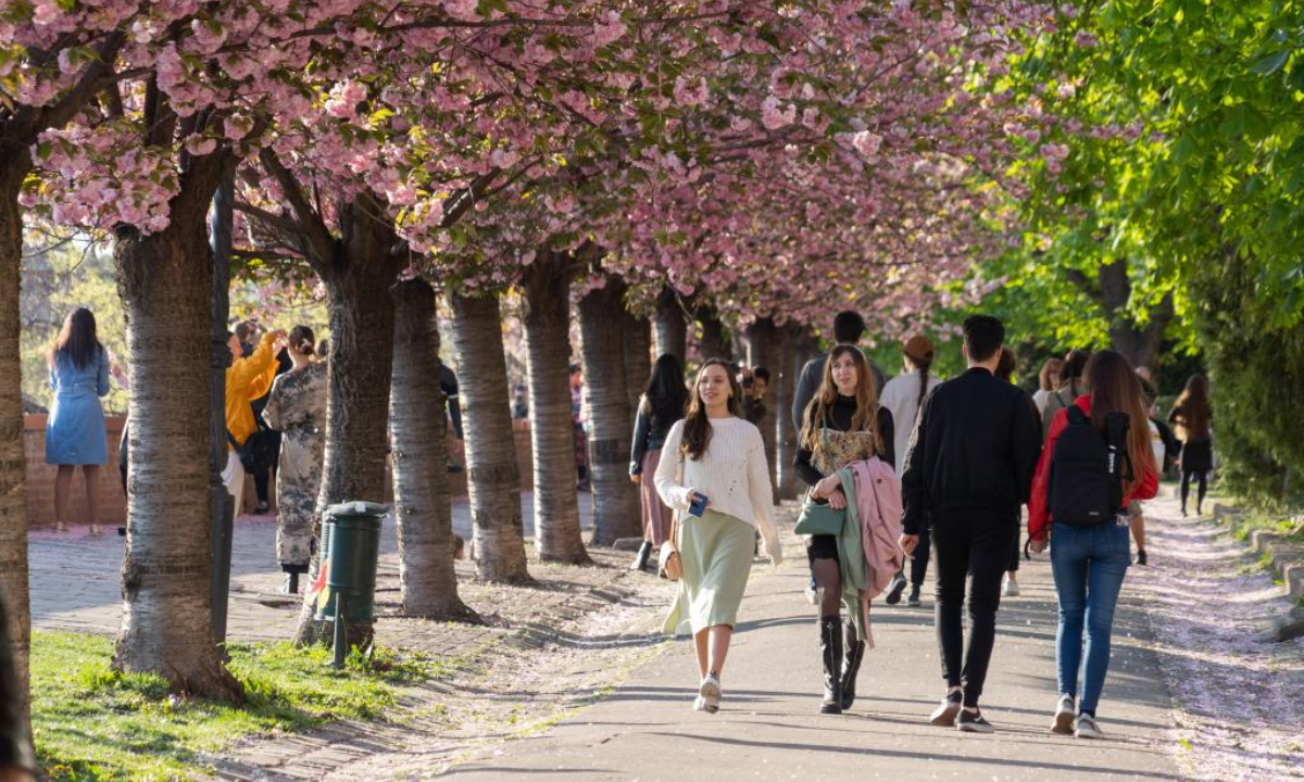 People are seen under cherry blossoms on the Castle Hill in Budapest, Hungary, on April 21, 2022. Photo:Xinhua